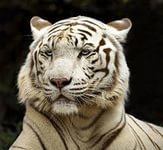 Алексей Чемирис