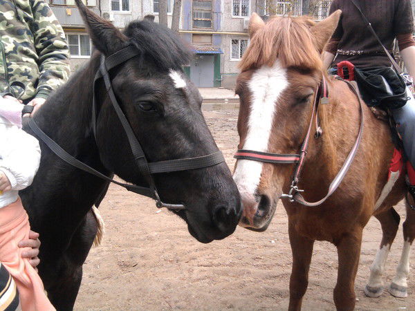 Вероника Соколова