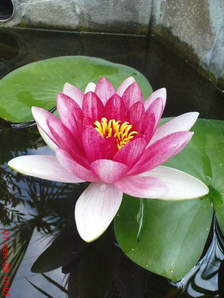 Ирина Россанова