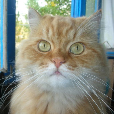 Вова Шарапов