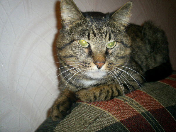 Гульсасяк Хамитова