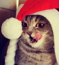 Слава Кошкаров