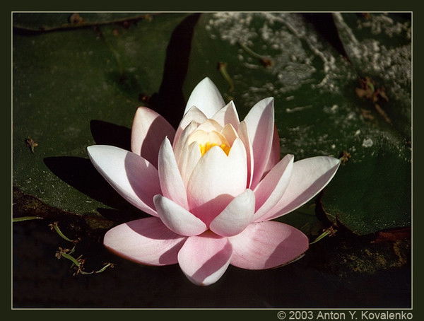 Елена Черкашина