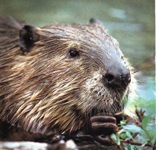 Aлексей Дьяков