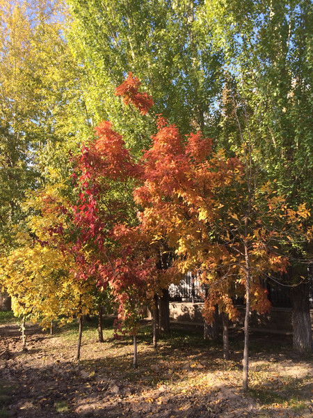 Ляззат Умурзакова