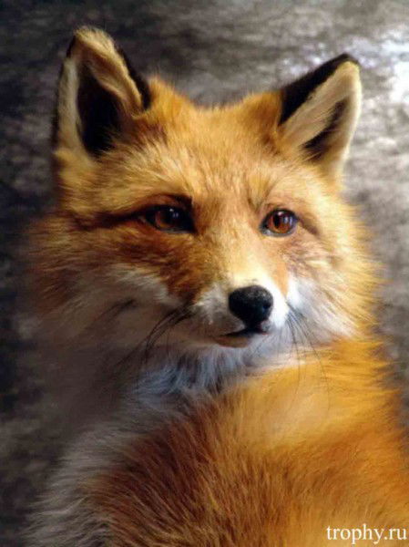 Наталья Солопова