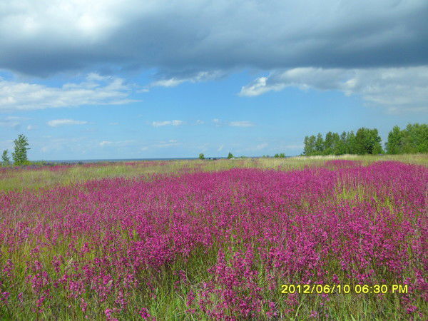 Елена _ Петриченко