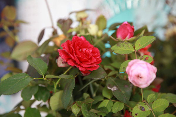 Наталья Анцева