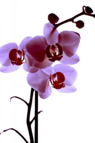 Ольга Одегова