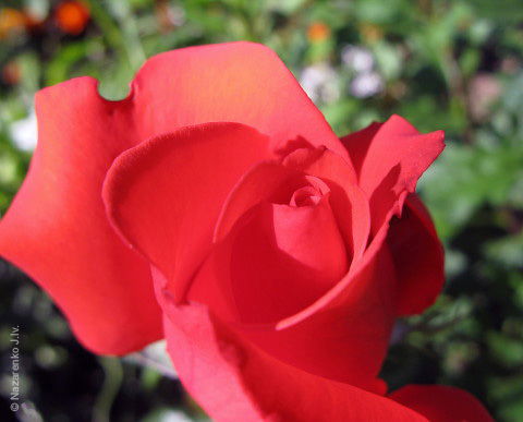 Елена Козлова