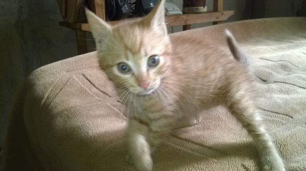 Алексей Шевченко