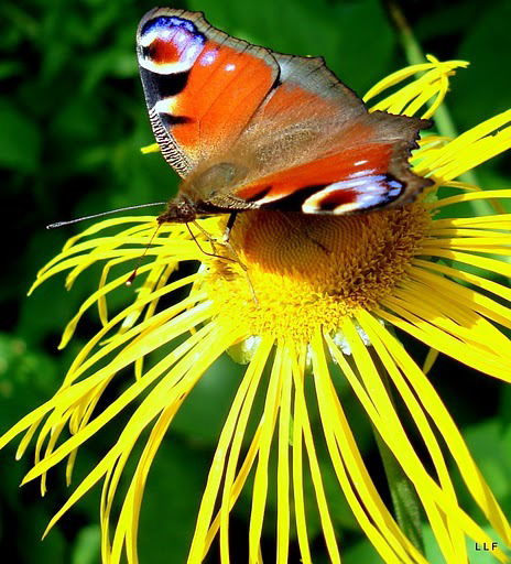 Елена Волкова