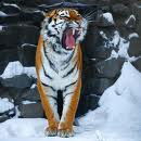 Влад Митькин