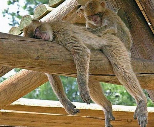 Евгений Подгорный