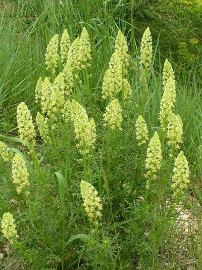 Резеда Сафина