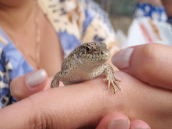 Наталья Баженова