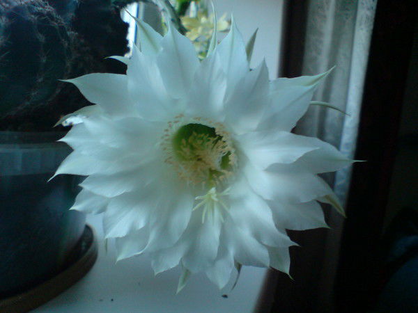 Андрей Зимогор