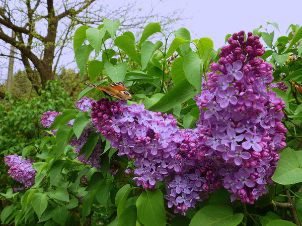 Светлана Кочкина (Скворцова)