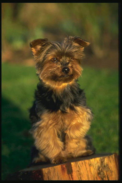 Юлианна Хараш