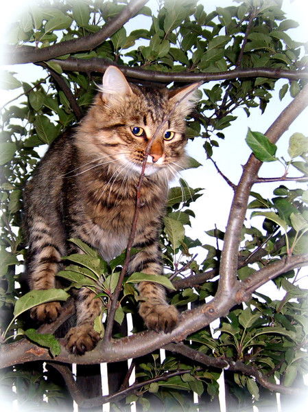 Анна Котова