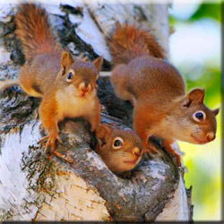 Анна Ле Хонг