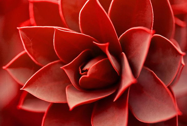 Анжелика Поспелова