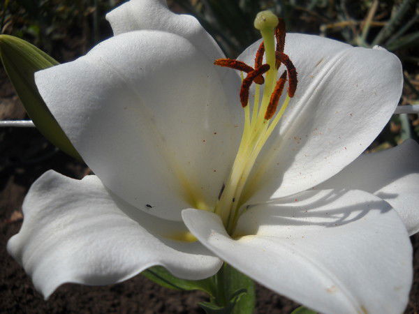 Эльвира Егошина