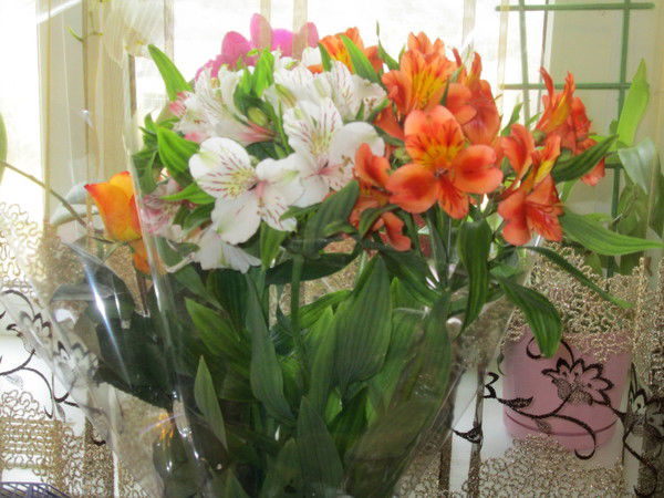 Алёна Годунова