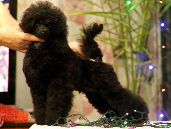 Елена Недорезова