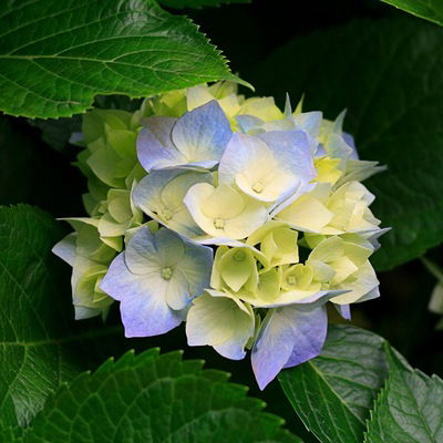 Алёна Бойкова