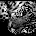 Андрей Пронин