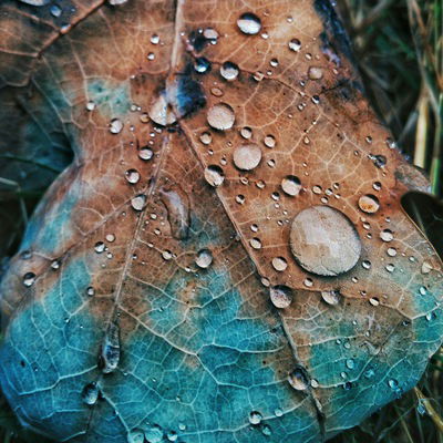 Макс Максимов