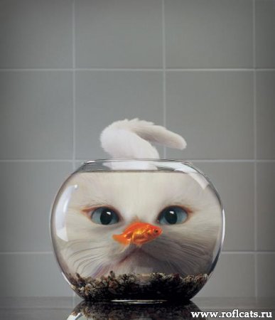 Кристина Сегень