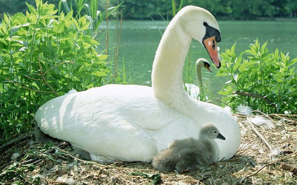 Елена Станчина