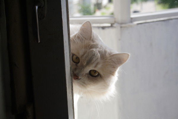 Мурзик (Товарищ Маруся)