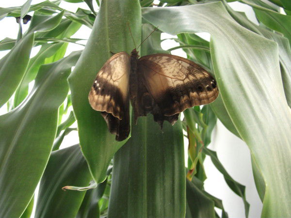 Мария Божанова