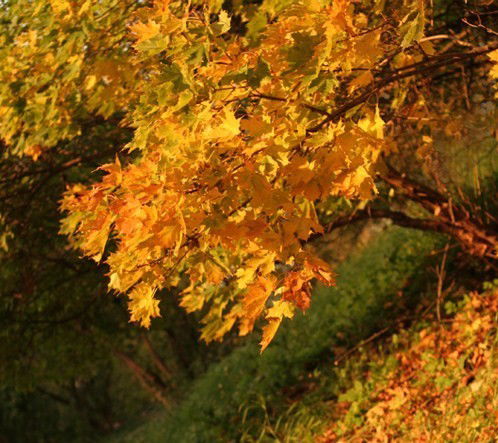 Ирина Завацкая