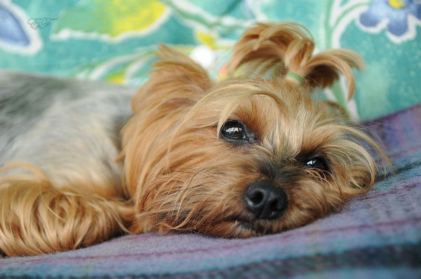 Ирина Колесникова