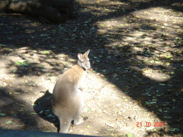 Максим Данилевский