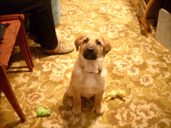 Денис Ельцов