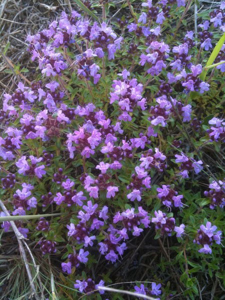 Ольга Матусевич