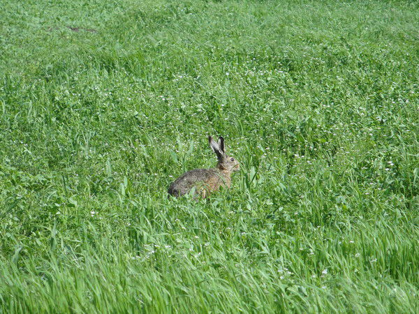 Общество С Ограниченной Отвественностью