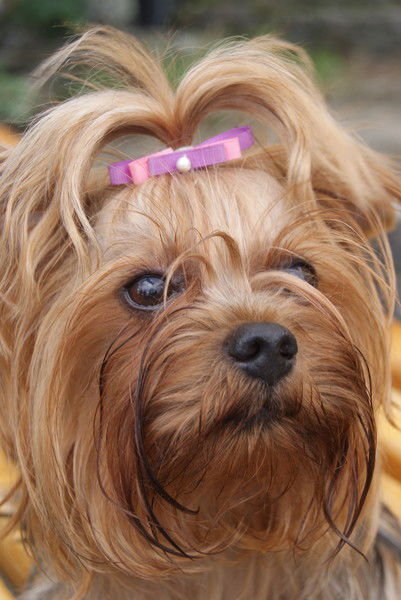 Светлана Ярина