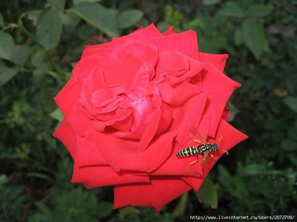 Лейсан Хасаншина