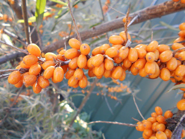 Викуська Сергеенко