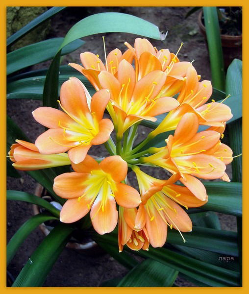 Елена Герберт