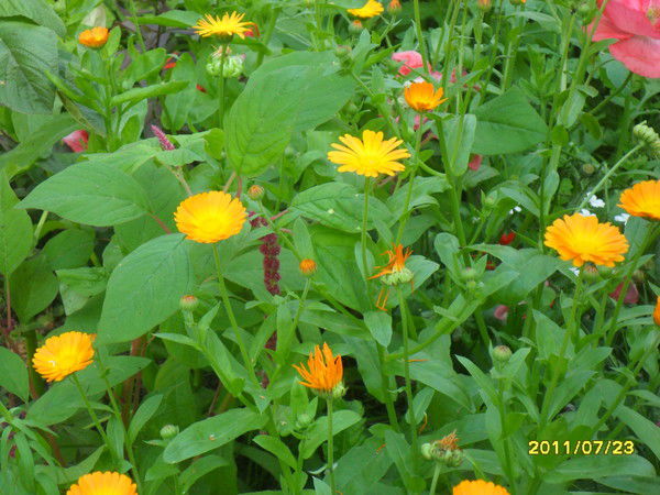 Светлана Проскурякова