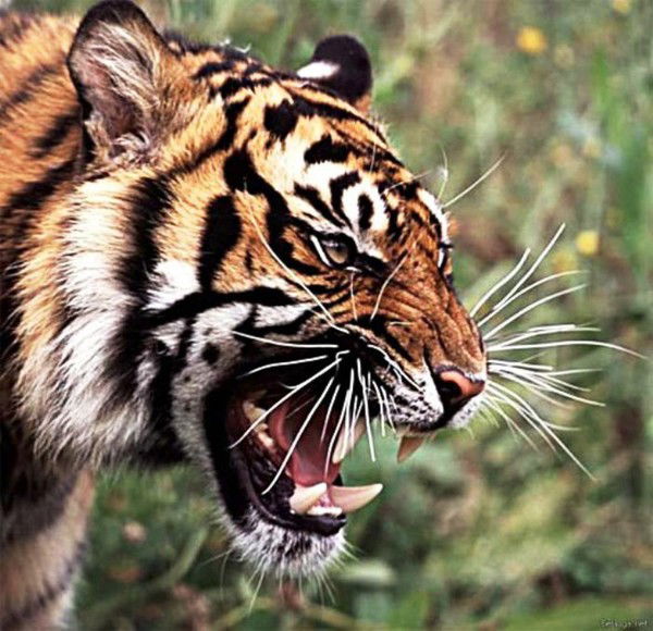 Веталь Тарашкевичус