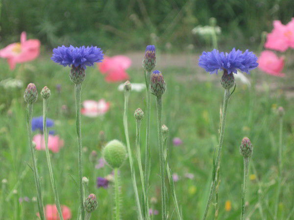 Татьяна Зизина