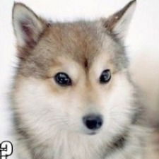 Катюша Рыжик